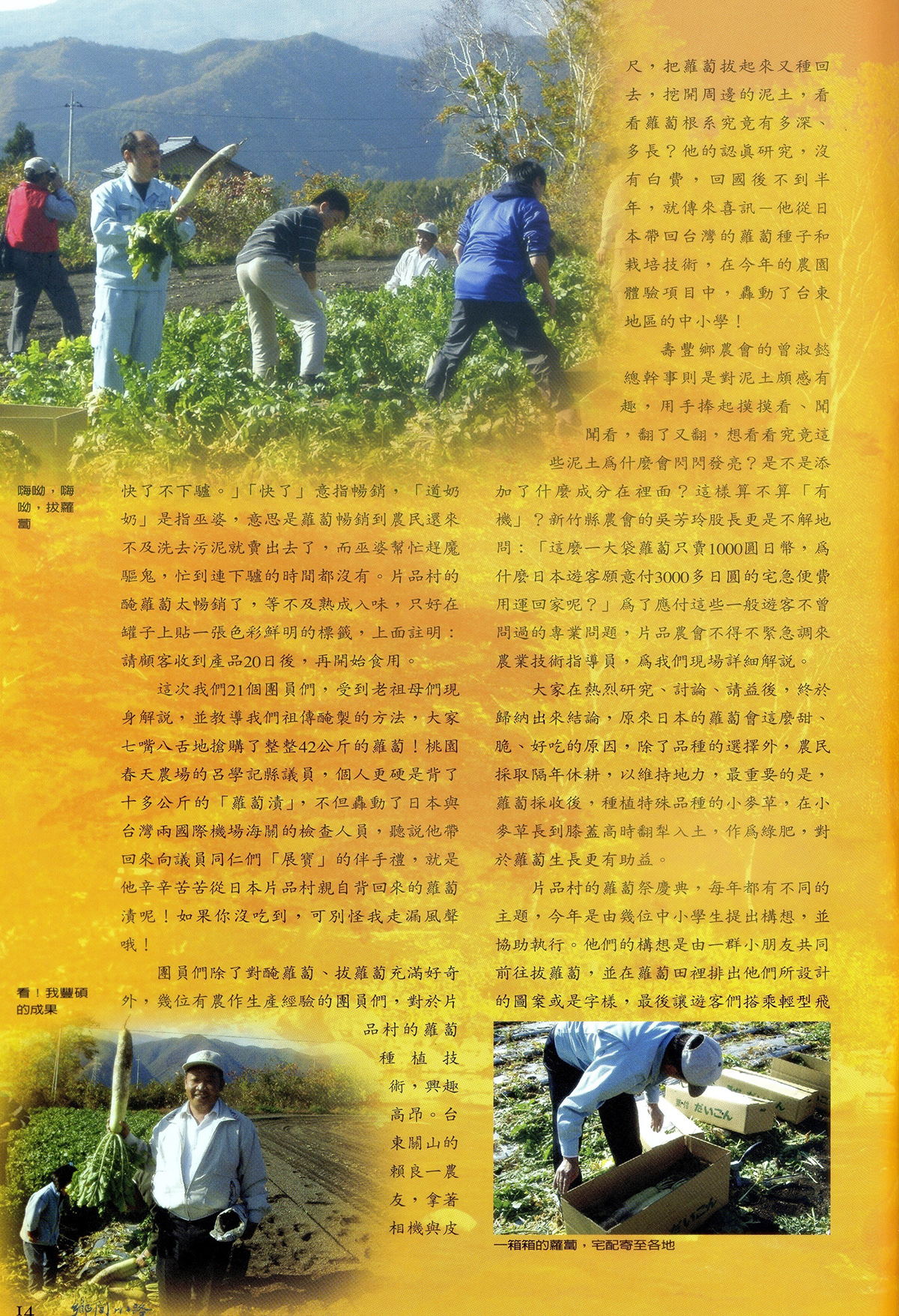 片品村的蘿蔔節 - 陳燕銀